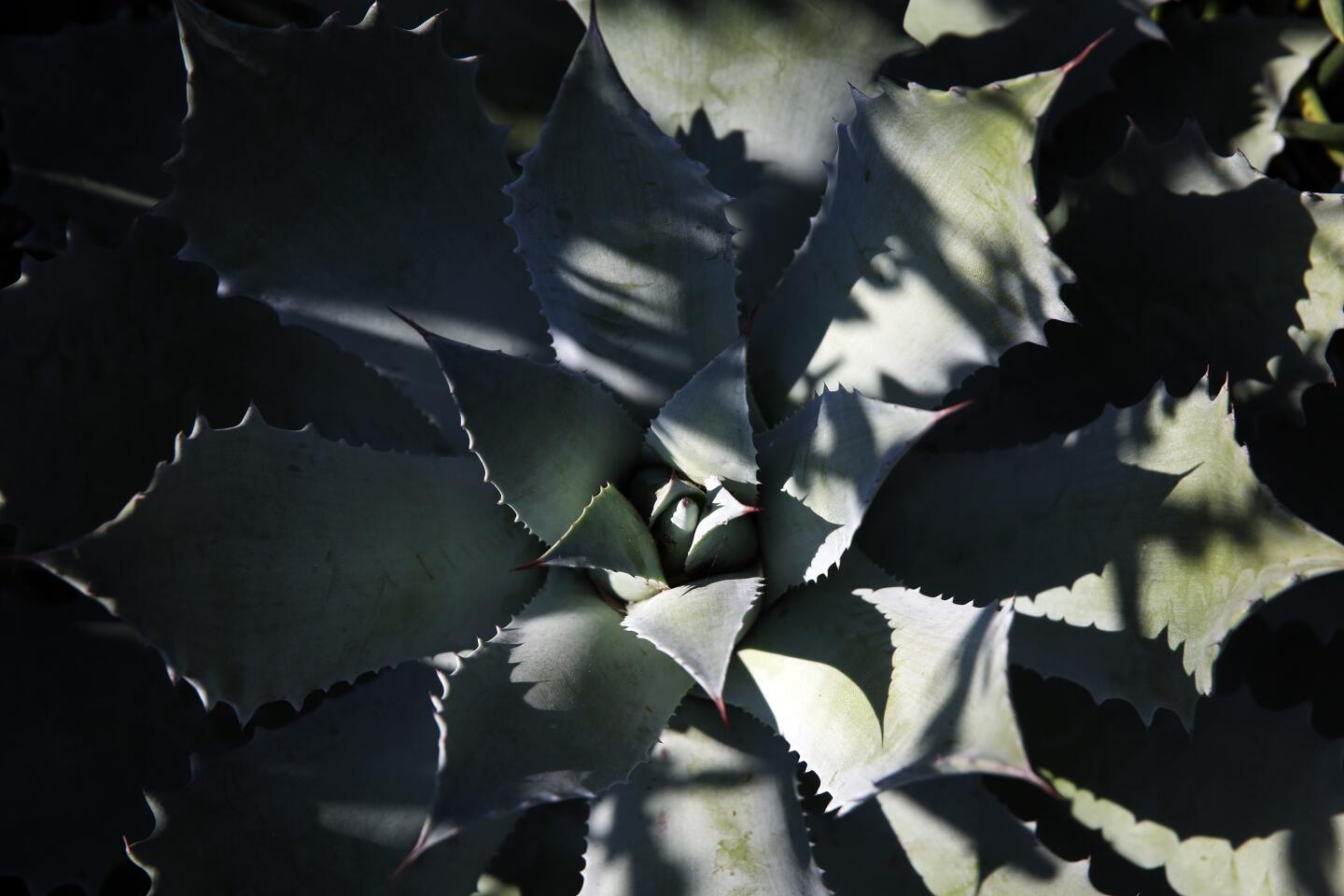 A detail of an agave guadalajarana.