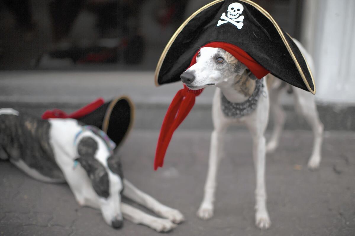 At Carnival in Rio de Janeiro, pirate dogs (well, dogs dressed as pirates or superheroes or insects or wizards or ...) are among the celebrants.