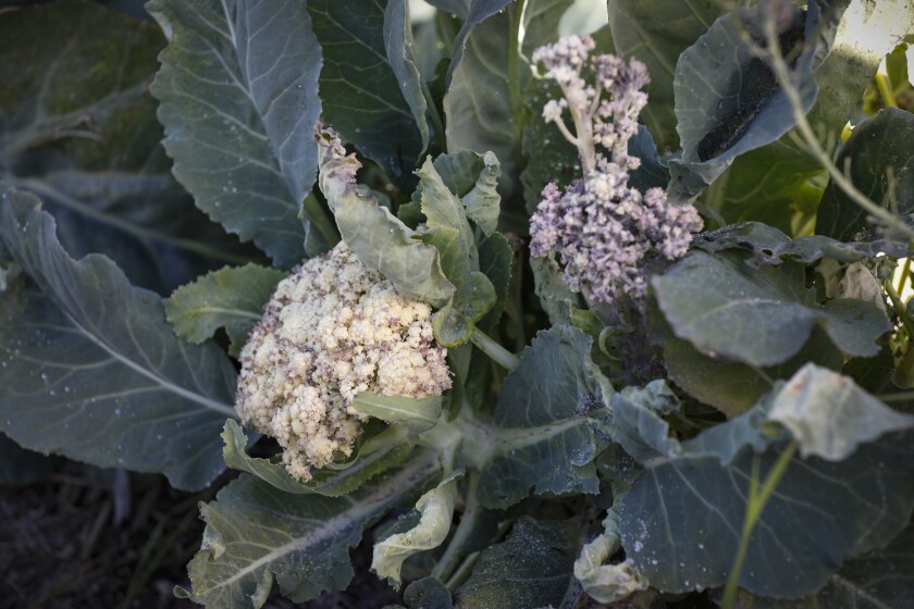 The leaves of the cauliflower plant are often discarded or used as compost, but when cooked the right way, they're delicious.