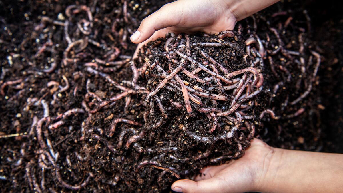 Where to buy composting worms near Los Angeles - Los Angeles Times