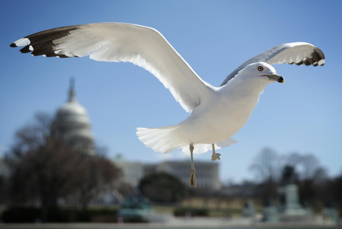 A seagull flies in front of the U.S. Capitol in Washington, D.C., on the first day of spring. The temperature was expected to hit 60 in the area Thursday.