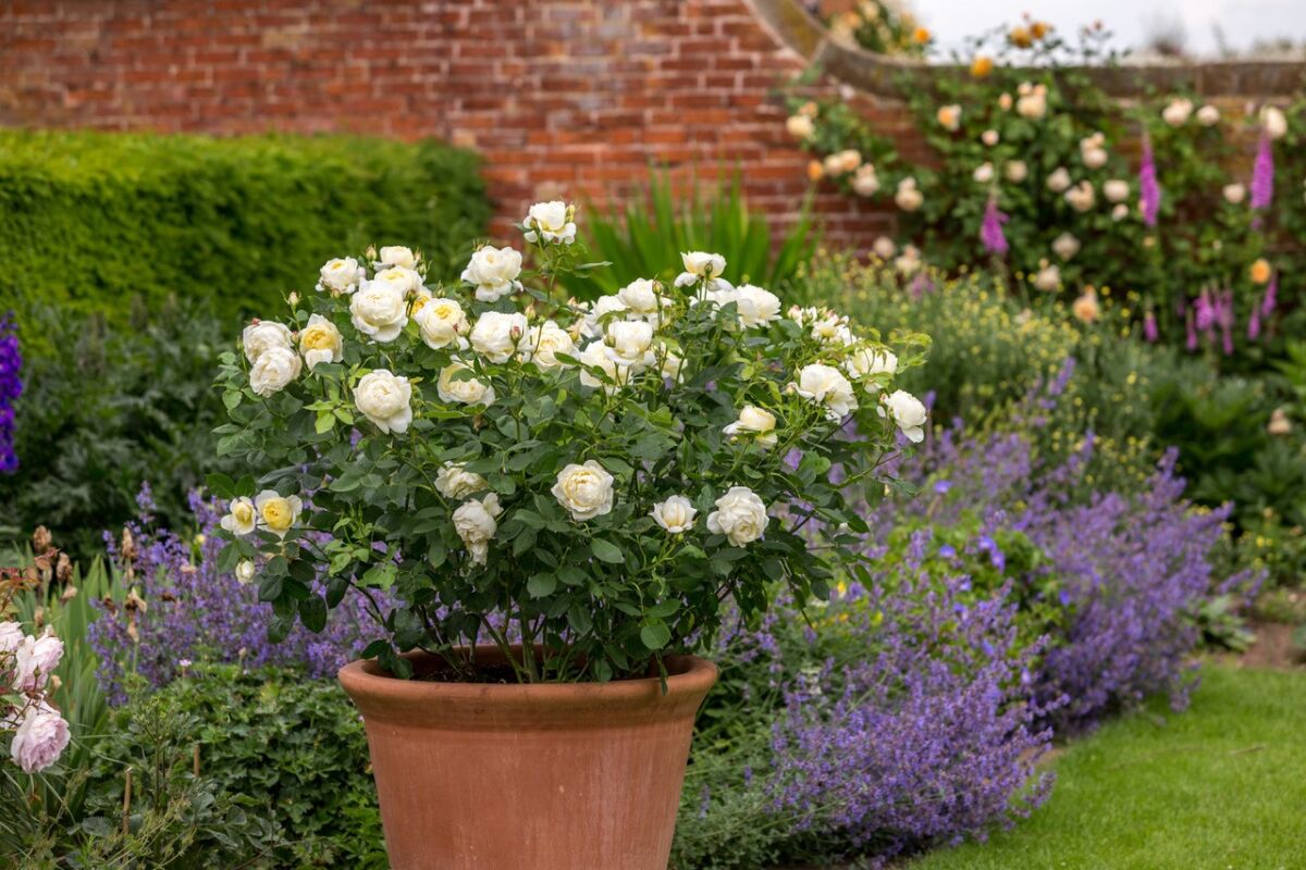 David Austin rose ‘Vanessa Bell’ has pale yellow blooms, each with a rich yellow eye.