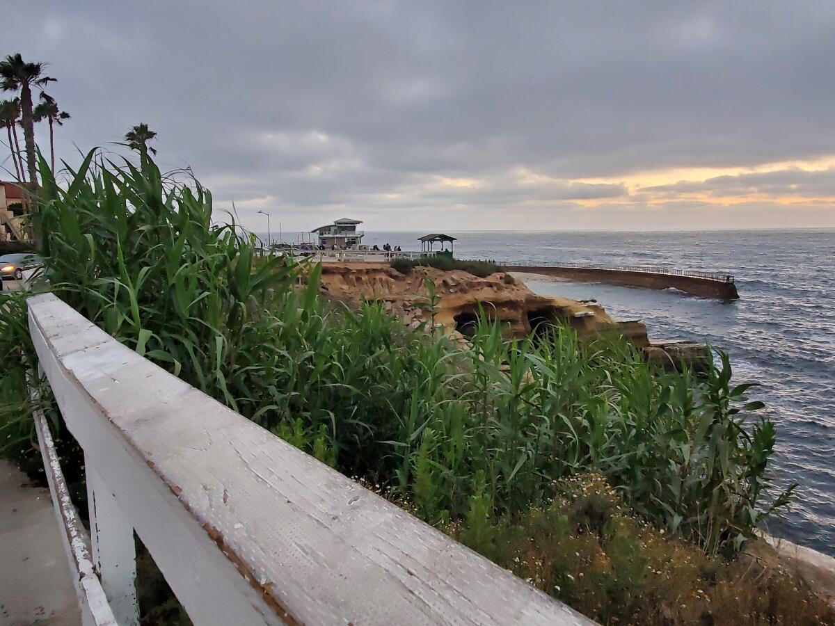 Arundo grass grows near the Children's Pool in La Jolla on July 4.