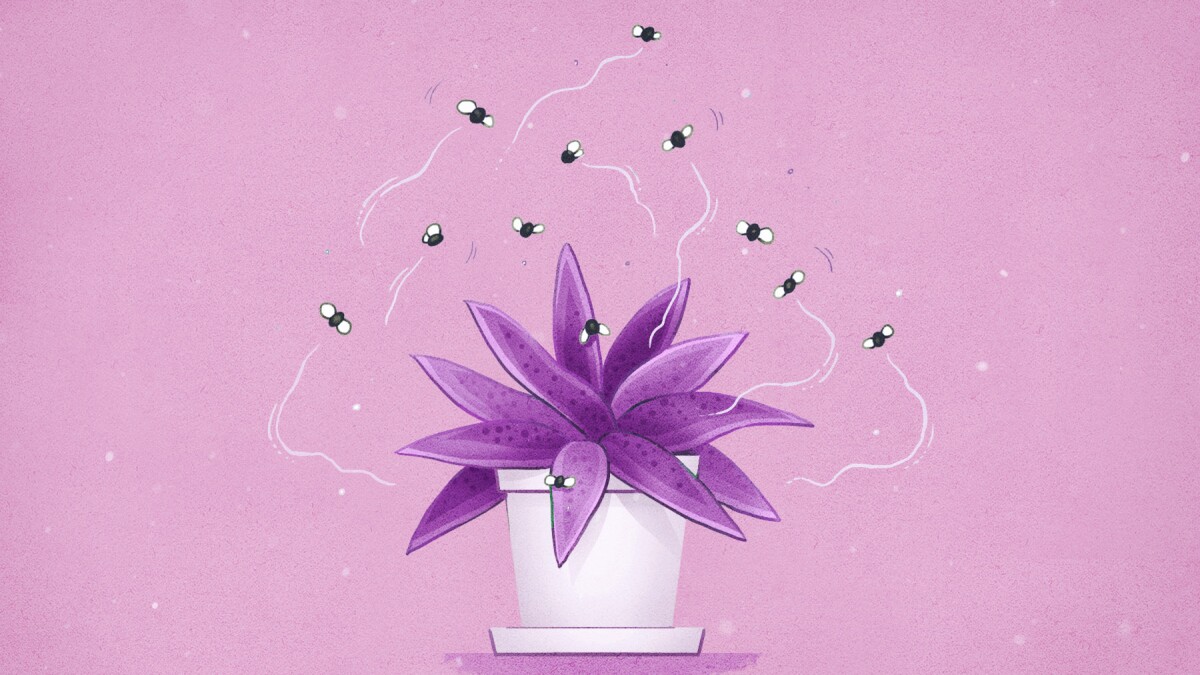 How To Get Rid Of Bugs On Houseplants Busy Gardening How To Get Rid Of Bugs On Houseplants