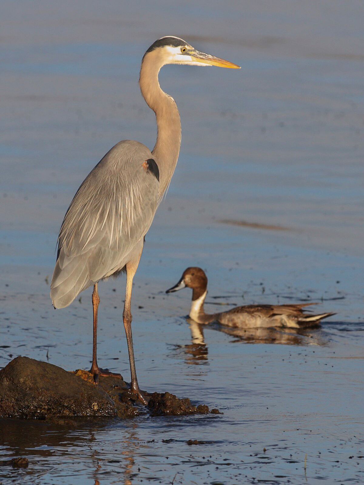 Great blue herons and pintail ducks are both frequent visitors to local wetland areas.