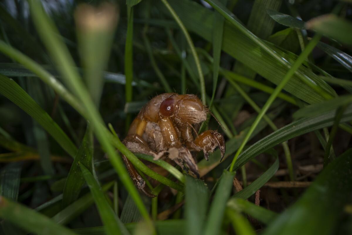 Cicada nymph