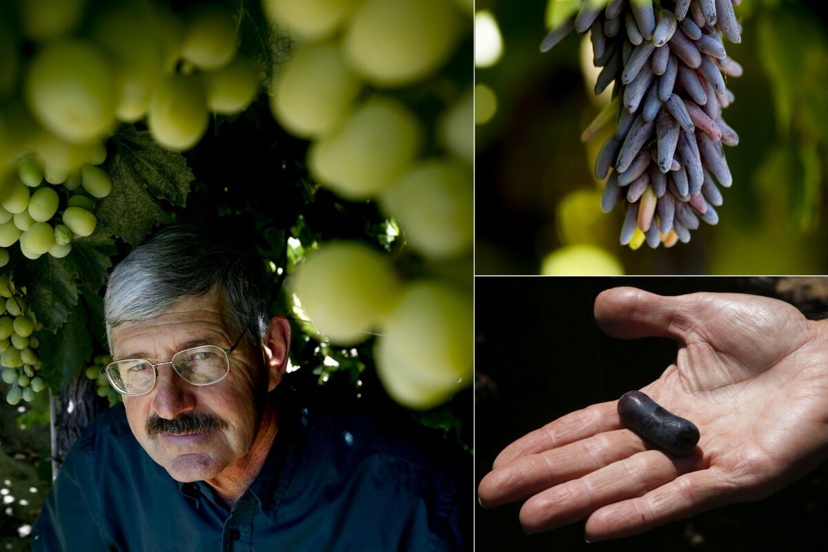 Clockwise from left: Geneticist David Crain poses for a portrait with the Cotton Candy Grape; International Fruit Genetics' Witch Finger grapes; and the Sweet Sapphire grape.