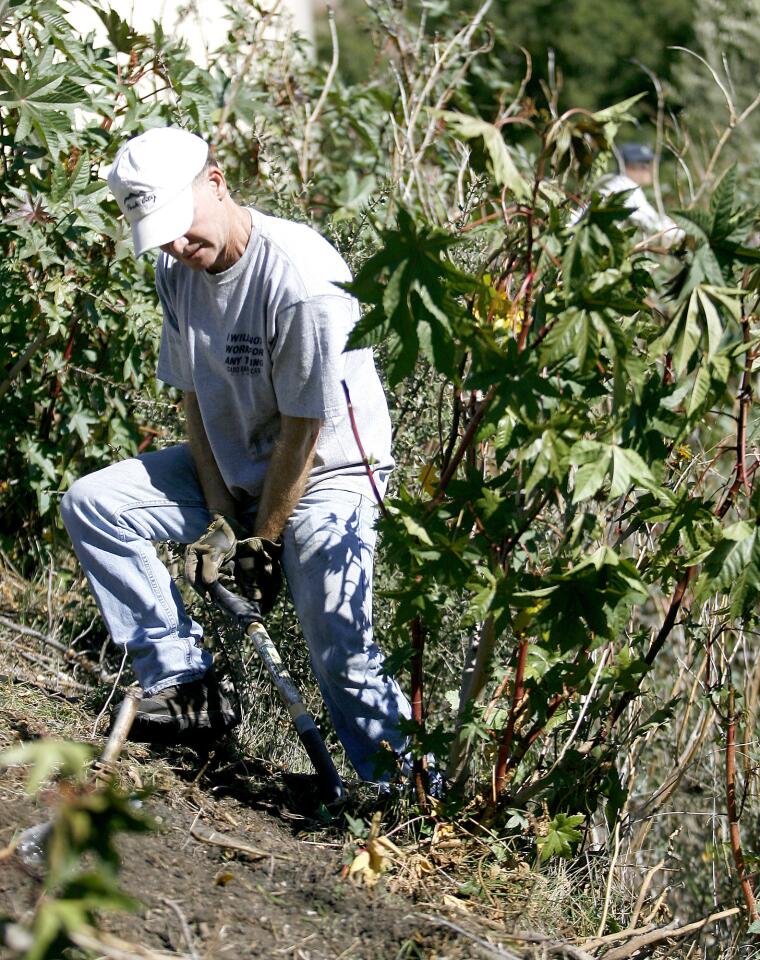 Photo Gallery: Volunteers remove non-natives from Rosemont Preserve