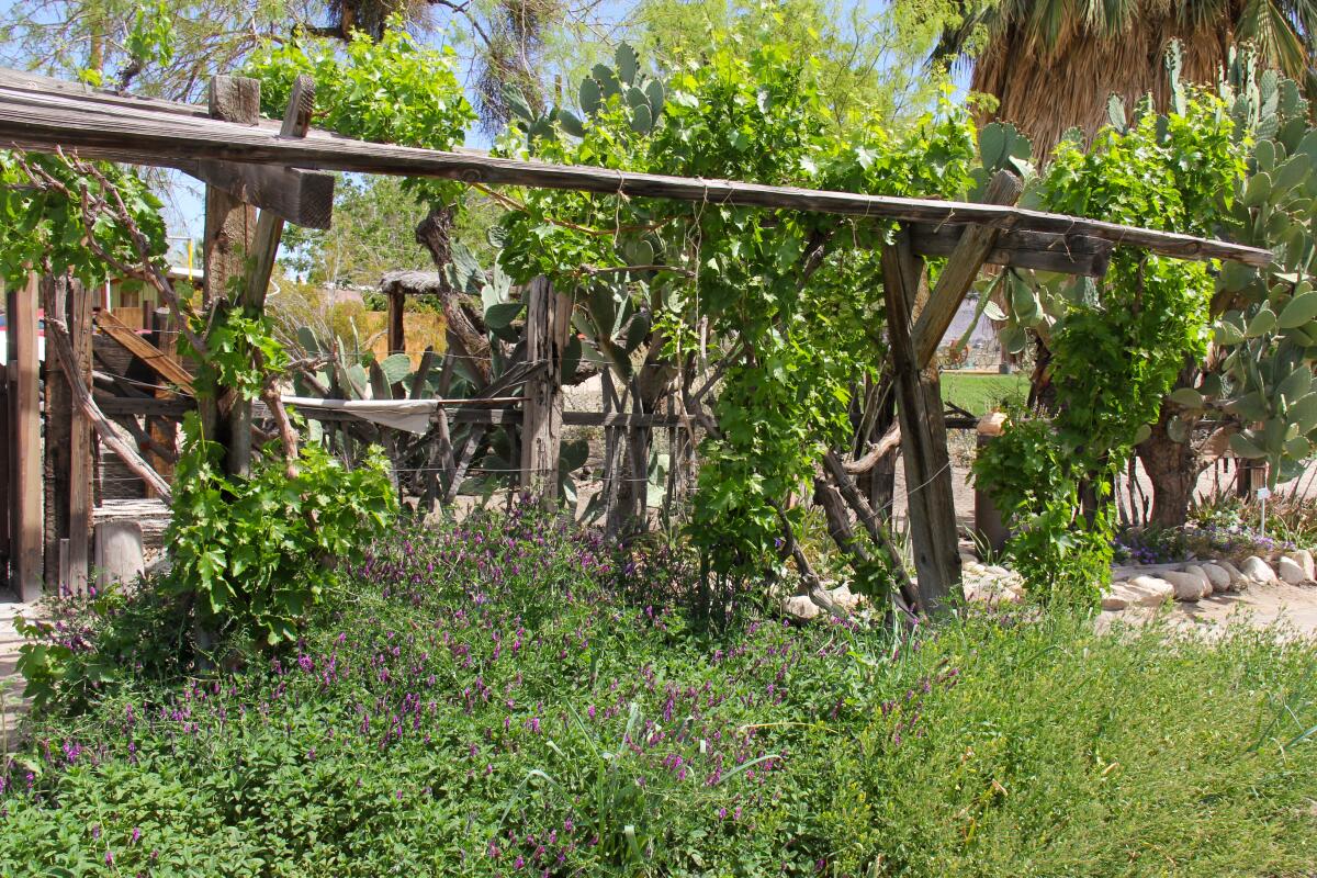 A living mulch of verbena, hairy vetch and mint helps nourish grape vines at Faultline Farm.
