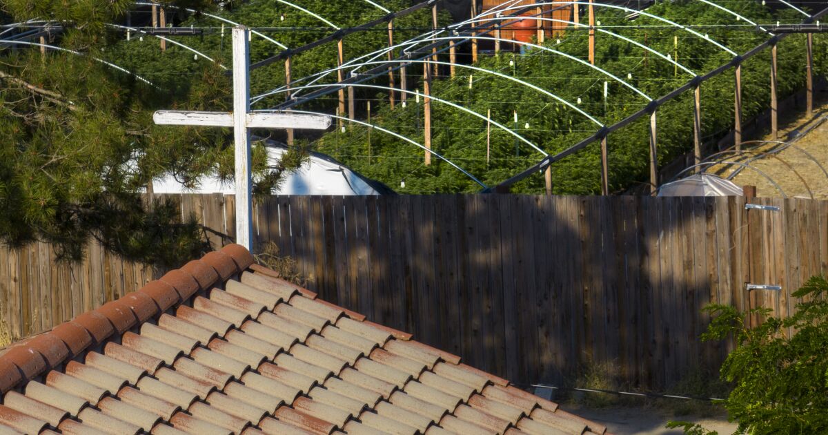 California voters legalized cannabis last decade. So why is the illegal market more successful than ever? California voters legalized cannabis last decade. So why is the illegal market more successful than ever?