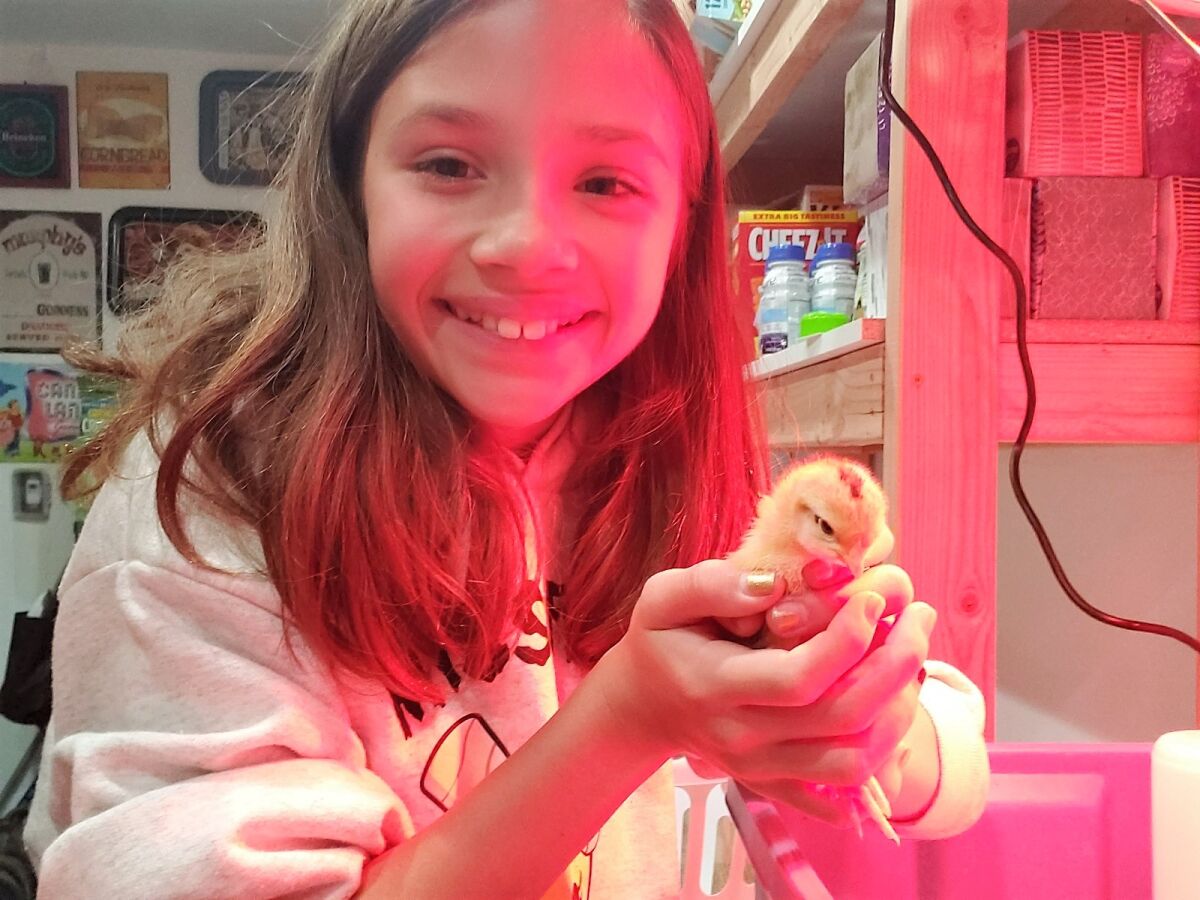 Bathed in the red glow of a brooder lamp, 9-year-old Franny Mullins of Escondido holds one of the baby chicks her family recently purchased as part of a homesteading practice they've adopted while sheltering at home.