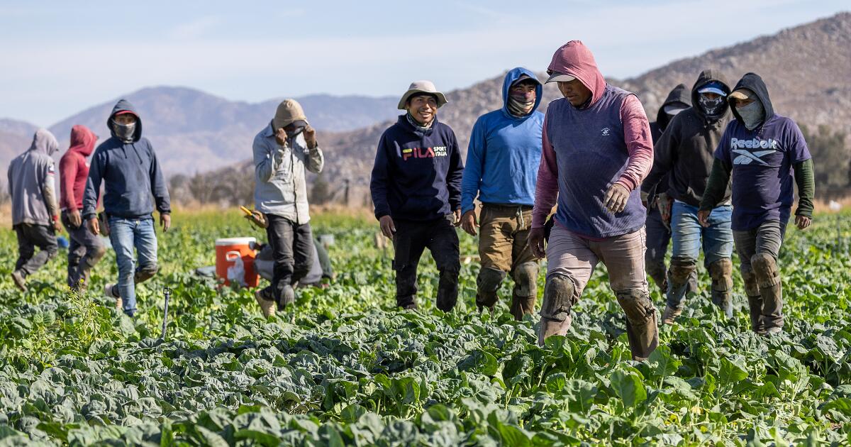 Farm groups look to stabilize workforce amid immigration crackdown Farm groups look to stabilize workforce amid immigration crackdown