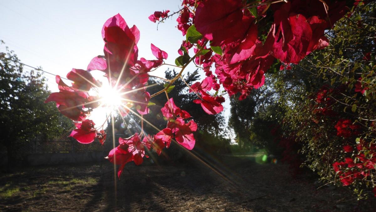 A bougainvillea plant grows over the fence of a house near a path on the Palos Verdes Peninsula.