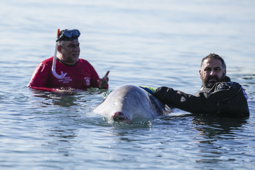 A rescue team of divers and vets attempt to care for a whale calf that became stranded in shallow water in a southern Athens seaside area, on Friday, Jan. 28, 2022. Experts said the young animal is a Cuvier's beaked whale and that it showed signs of injury. (AP Photo/Thanassis Stavrakis)