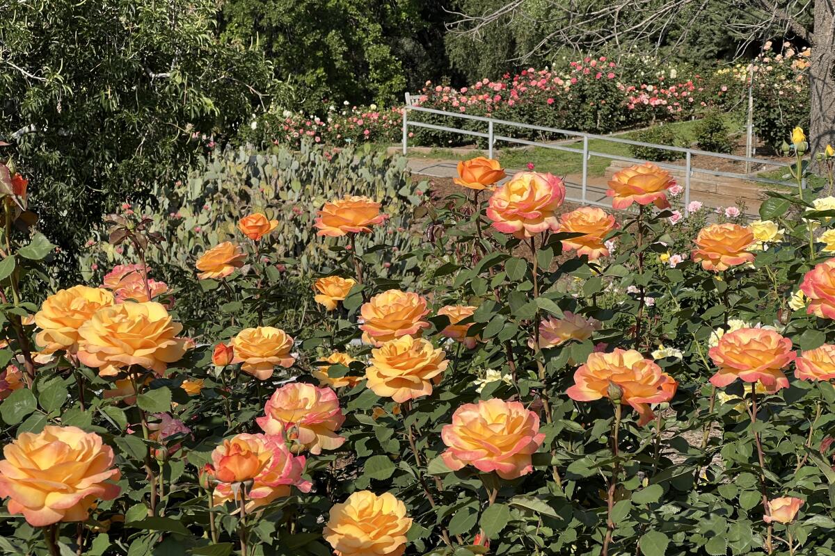 Orange roses bloom on bushes in a botanic garden