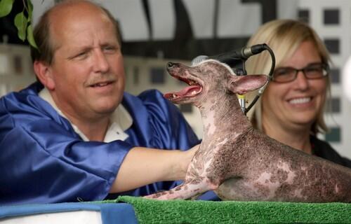 World's ugliest dog contest