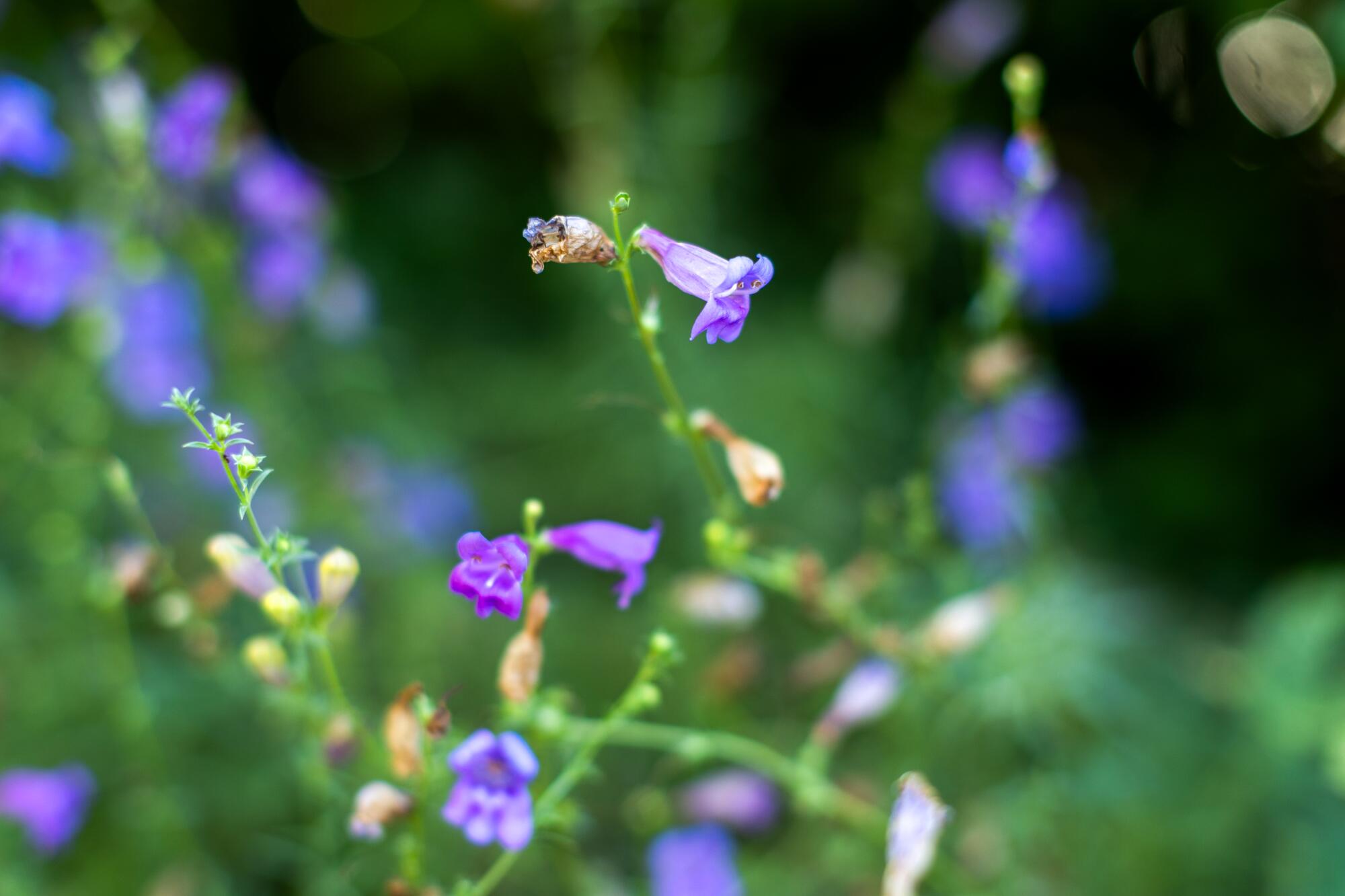 Purple Foothill penstemon flowers
