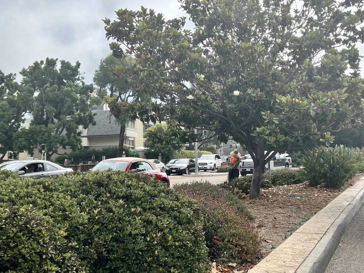 An Aztec Landscaping employee works in a median at "The Throat" in La Jolla on Aug. 11.