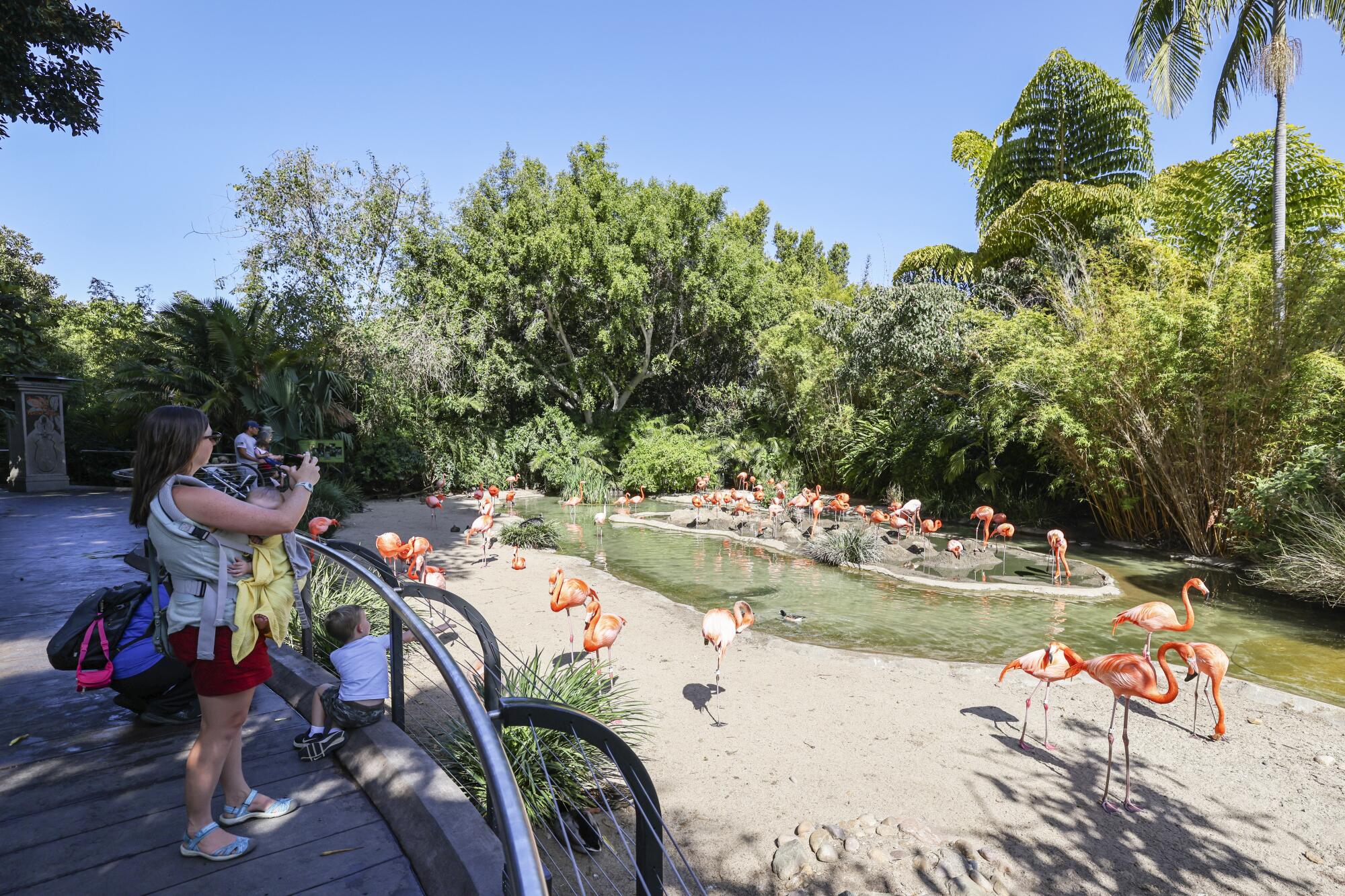 Crowds enjoy the flamingo habitat at the San Diego Zoo. 