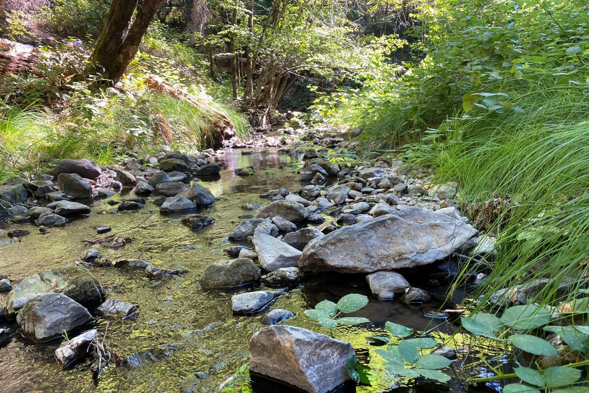 A creek flows past large stones.