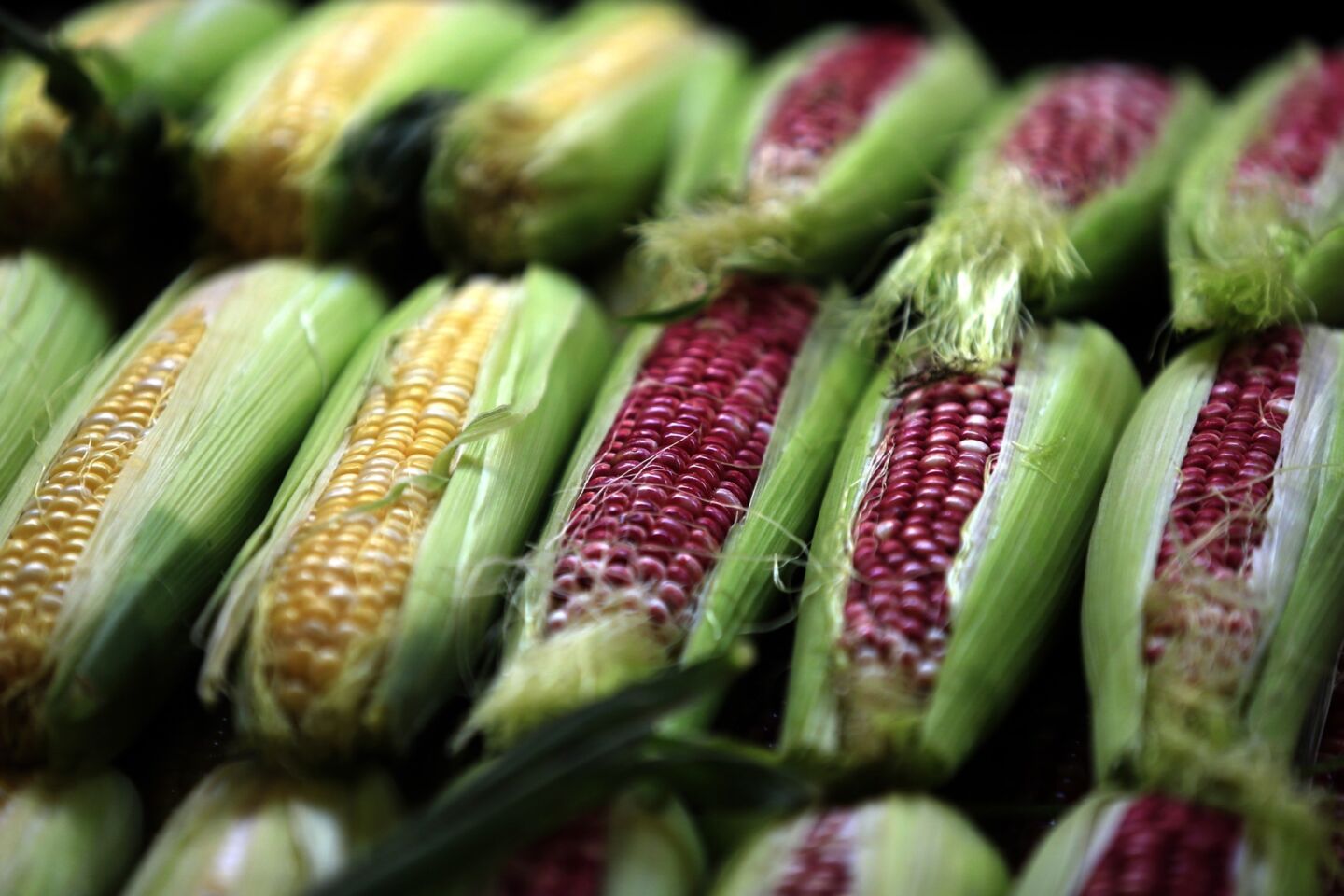 Even the corn is colorful.