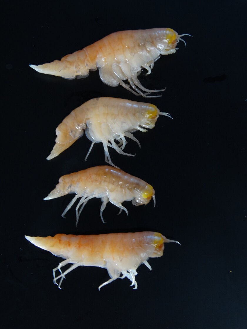 Hirondellea gigas