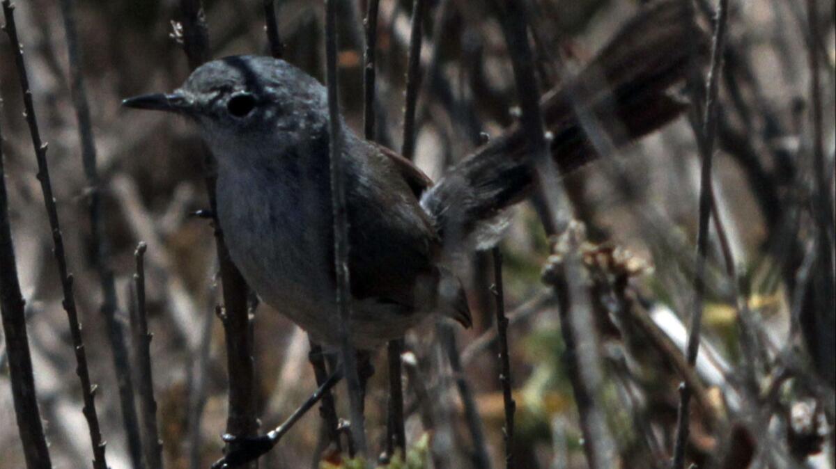 A California gnatcatcher hangs on to coastal sage scrub before it flits off in Palos Verdes at the Vincente Bluffs Reserve in 2014.