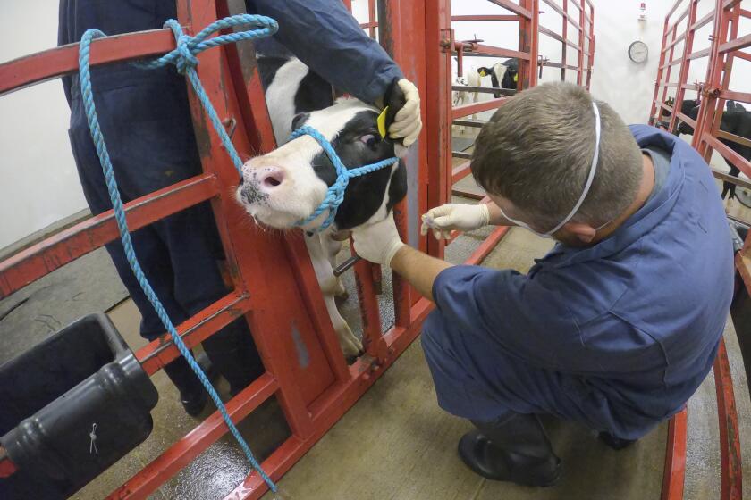 In this photo provided by the U.S. Department of Agriculture, an animal caretaker collects a blood sample from a dairy calf vaccinated against bird flu at the National Animal Disease Center research facility in Ames, Iowa, on Wednesday, July 31, 2024. (USDA Agricultural Research Service via AP)