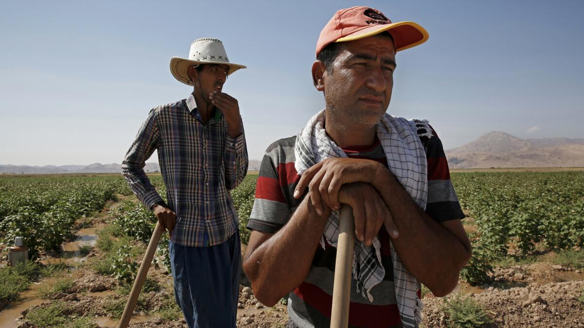 Hossain Mirakhouri, 45, right, and Hamid Reza Karimi, 24, farm and harvest cotton by hand in the face of Iran's severe drought.