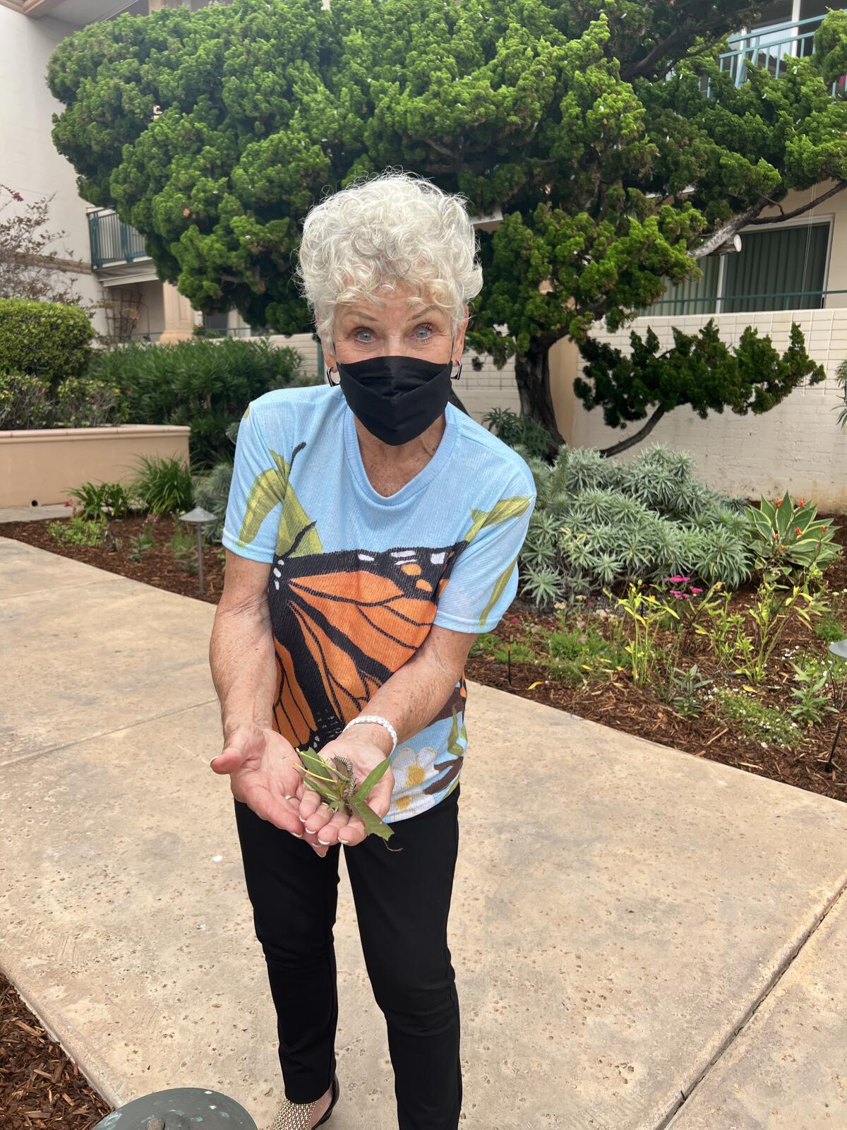 White Sands resident Carol Studebaker holds five caterpillars on milkweed leaves.