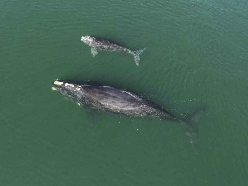This Jan. 19, 2021 photo provided by the Georgia Department of Natural Resources shows a North Atlantic right whale mother and calf in waters near Wassaw Island, Ga. Scientists recorded 17 newborn right whale calves during the critically endangered species' winter calving season off the Atlantic coast of the southeastern U.S. (Georgia Department of Natural Resources/NOAA Permit #20556 via AP)
