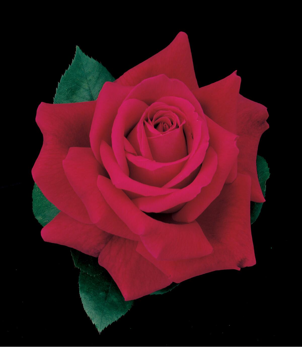 Detail image of the Mr. Lincoln rose. (Weeks Roses)