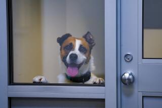 San Diego, CA - February 13: Guest were invited to the grand opening of the newly remodeled San Diego Humane Society on Tuesday, February 13, 2024. The remodeled facility is considered to be state-of-the art, with improved comfort and wellbeing for the resident pets. Floyd get up his back legs to look outside from his new dog habitat. (Nelvin C. Cepeda / The San Diego Union-Tribune)