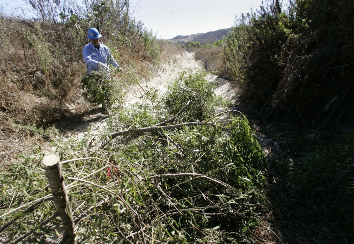   Jose Sanchez of the city of San Diego's Stormwater Department cleared brush from a flood-control channel in the Tijuana River Valley.
  