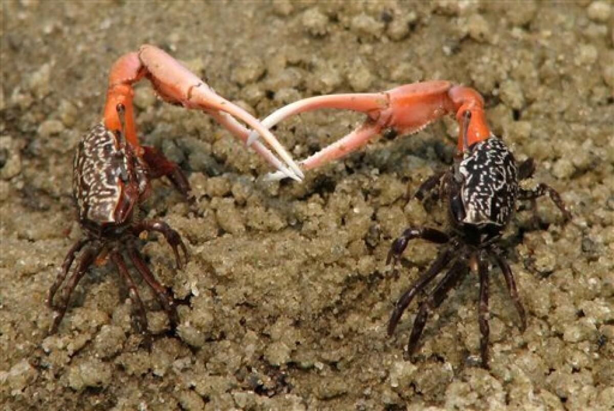 Study: Fiddler crabs exchange sex for survival - The San Diego Union-Tribune