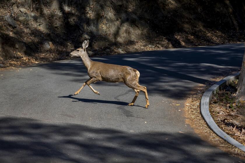 Catalina Island, CA - October 31: A mule deer doe runs across a road behind the Descanso Beach Club in Avalon, Catalina Island Tuesday, Oct. 31, 2023. Catalina Island residents formed Coalition Against the Slaughter of Catalina Deer and are trying to stop the Catalina Island Conservancy from proceeding with a plan to have all 2,000 mule deer on the island shot and killed. These residents believe there are other less violent ways to deal with the deer such as culling herds, and sterilization. (Allen J. Schaben / Los Angeles Times)