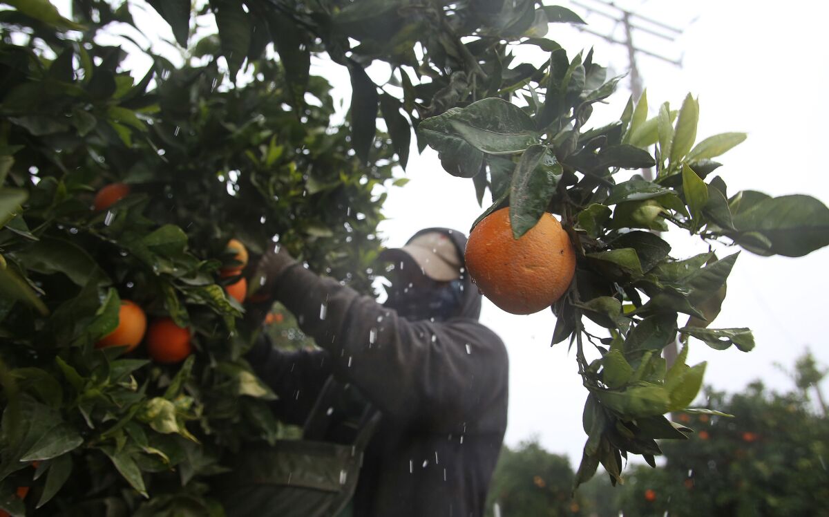 A worker picks oranges in the Central Valley town of Ivanhoe as a cold front moved down the state.