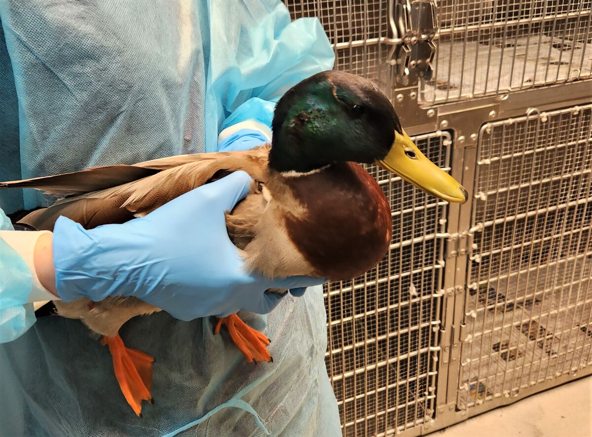 A mallard found in Newport Beach, and later Costa Mesa, with an arrow through its neck is recovering in Huntington Beach.