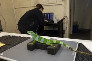 A Fijian iguana spreads out on a table.