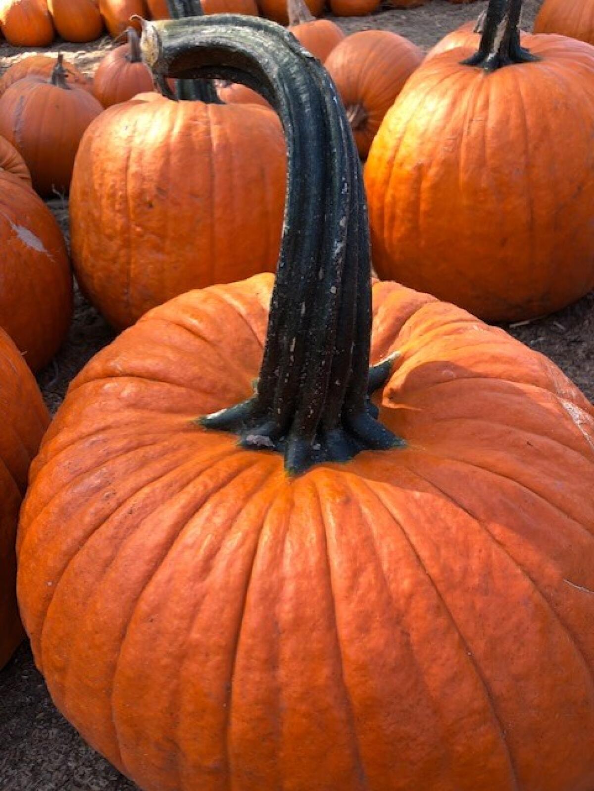 Pumpkin patches are open across North County.