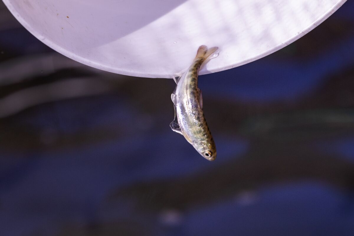 A tiny fish is lifted up from water in a white container