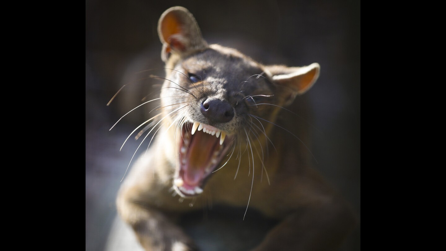 The fossa, a carnivore native to Madagascar eats lemurs. But not at the San Diego Zoo.