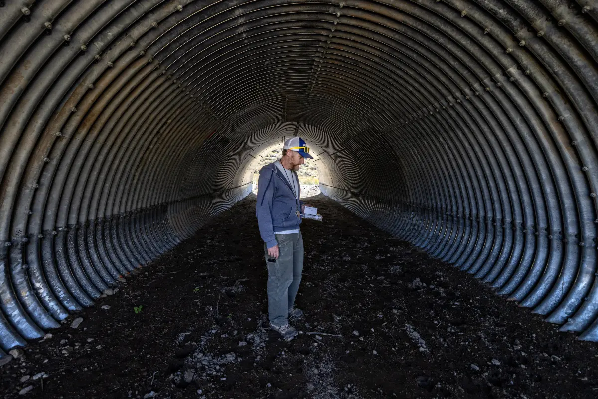California wildlife officials quietly shift on killing a high-profile predator Ben Carter, a senior environmental scientist with the state Department of Fish and Wildlife, looks at animal tracks at a recently completed wildlife crossing in Bridgeport called the Sonora Junction Shoulders Project. (Jason Armond / Los Angeles Times)