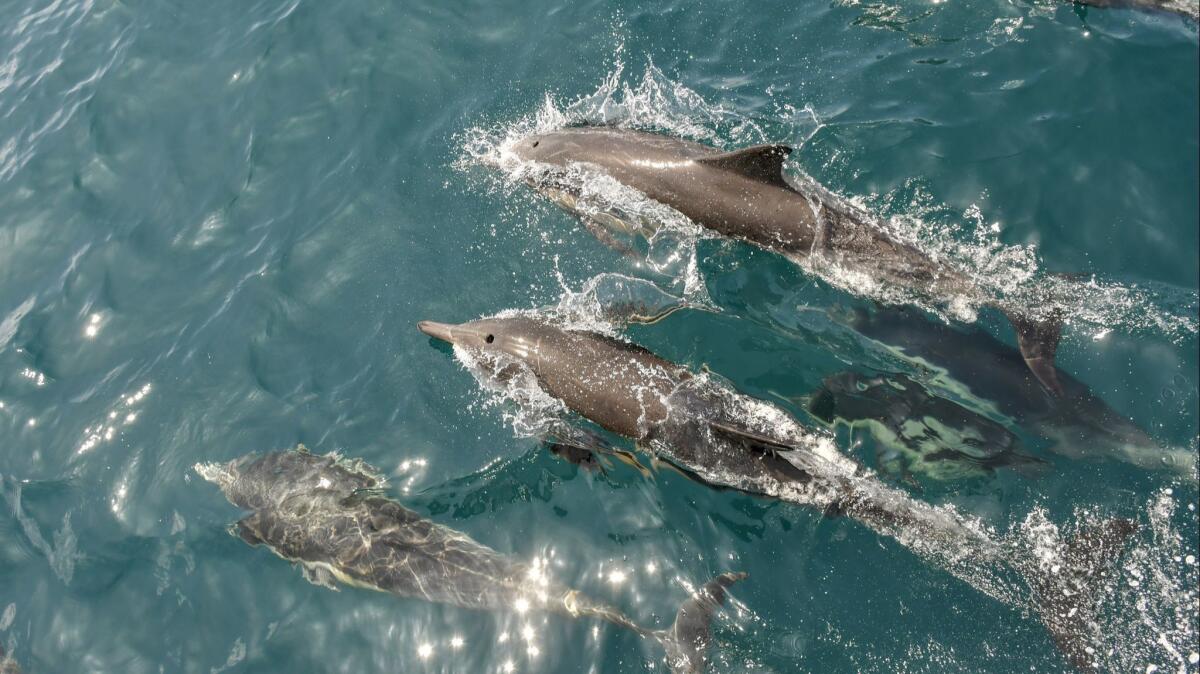 Dolphins swim near the Island Packers boat between Ventura and Santa Cruz Island.