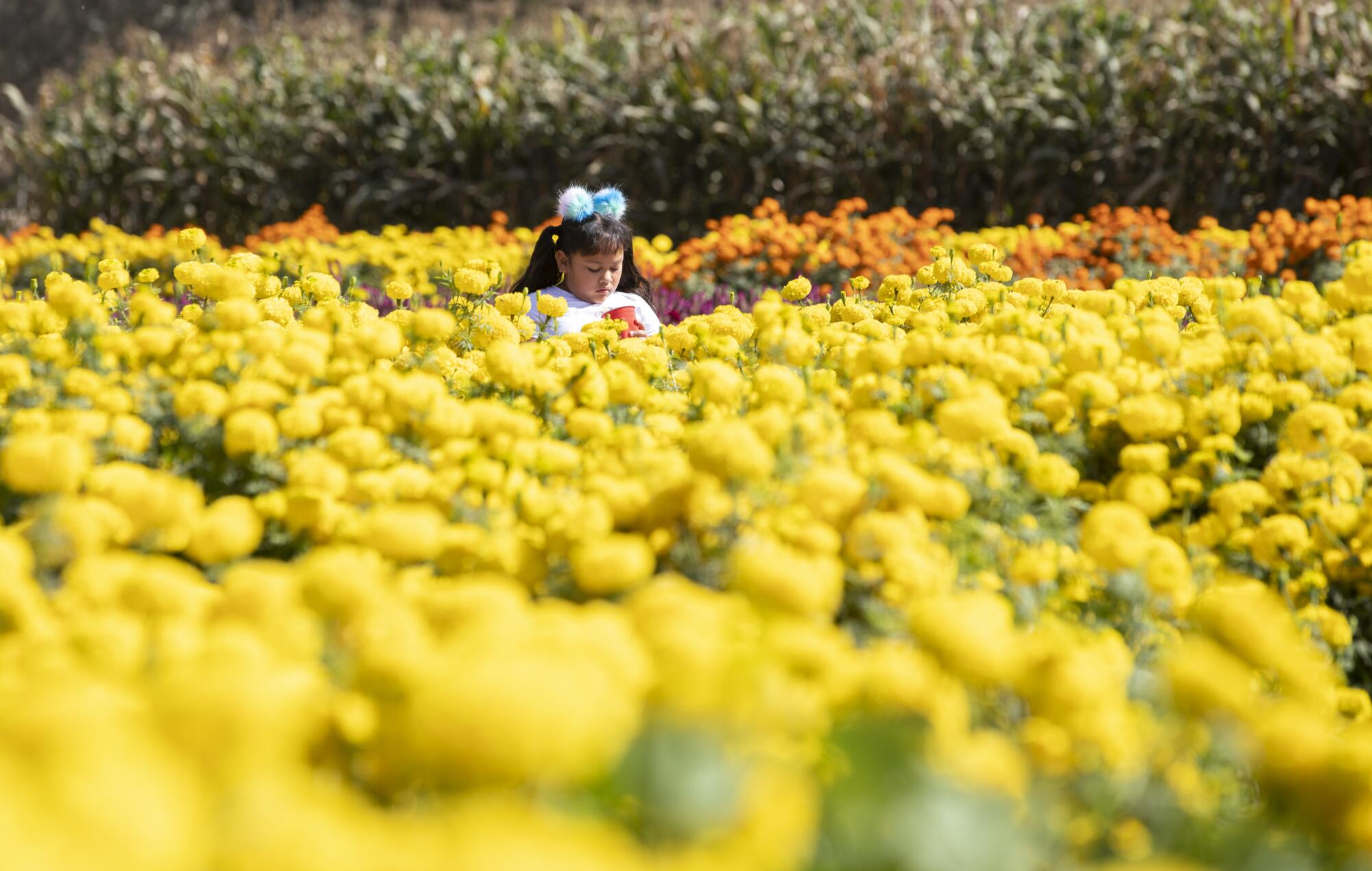 niña rodeada por flores de cempasúchil