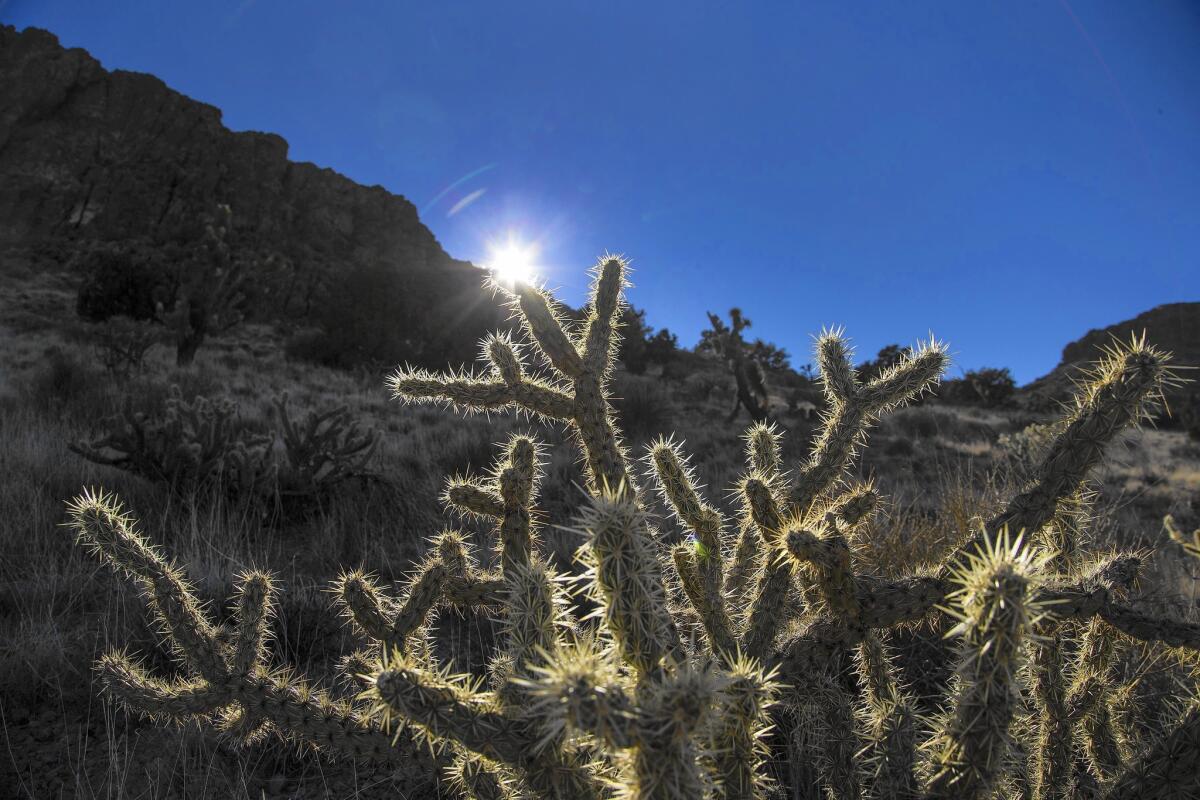 A cholla cactus is backlit by the setting sun in the Mojave Desert landscape.