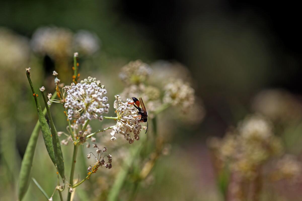 A bee collects pollen in California Botanic Garden