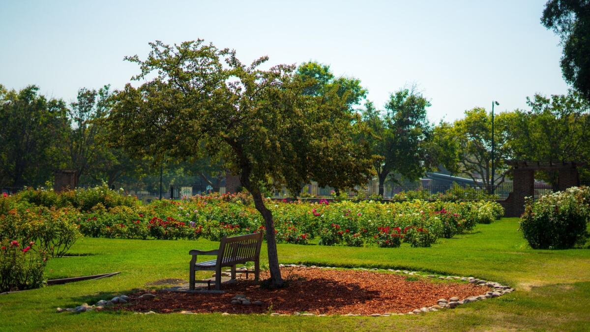 San Jose's Municipal Rose Garden is 5 1/2 acres of the blooming beauties, about three-quarters of the hybrid teas.