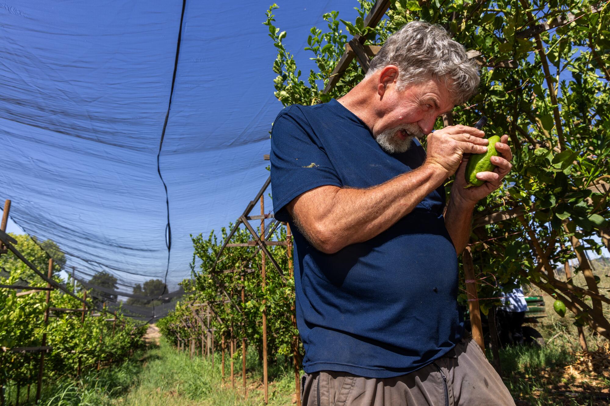 Greg Kirkpatrick uses a magnifying glass to check for any minute blemishes on a citron.