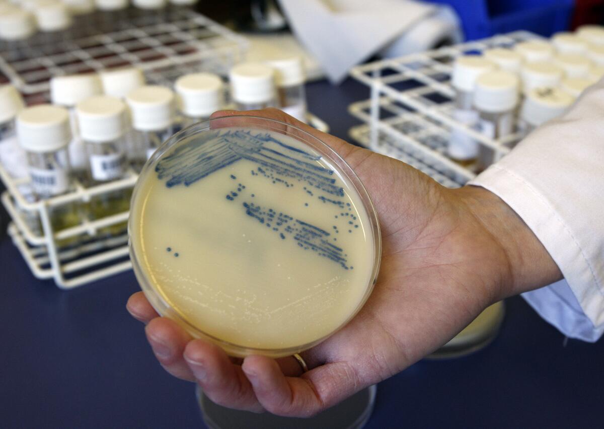 A lab worker holds a petri dish with cultures of methicillin-resistant Staphylococcus aureus, better known as MSRA. 